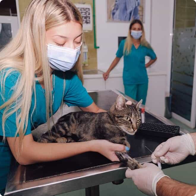 Bewerbung als Tiermedizinische Fachangestellte